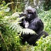 Mountain gorilla in thick forests of Rwanda