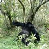 Gorilla Trekking in Rwanda to see their natural habitat