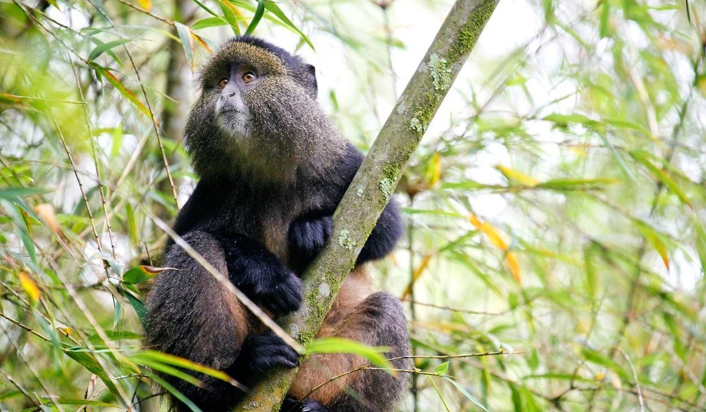 Journey to spot the chimpanzee through our Rwanda Primates Tour