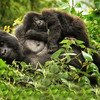 A Safari Across Rwanda brings you up-close to the mountain gorilla