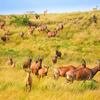 Spotting wildlife on a Uganda Wildlife safari