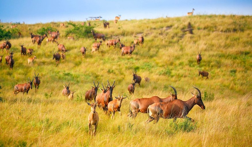 Spotting wildlife on a Uganda Wildlife safari