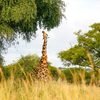 Experience wildlife safari in Uganda's untamed savannah