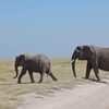 The Amboseli elephants strolling against the backdrop of mount kilimanjaro