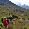 Hiking Kenya's tallest mountain, Mount Kenya