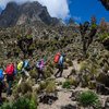 Hikers climbing Mt. Kenya
