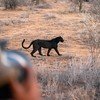 Spotting the black panther in Laikipia, Kenya