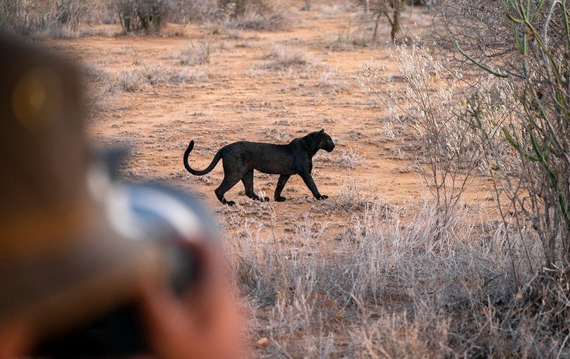Spotting the black panther in Laikipia, Kenya