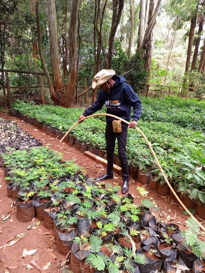 Watering seedlings at Kijabe Forest as part of Kwezi Safaris sustainability project