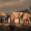elephants at the aberdare national park in kenya