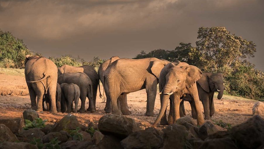 elephants at the aberdare national park in kenya