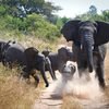 Elephants at Akagera National Park in Rwanda