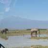 Elephant herd at Amboseli National Park