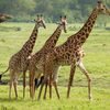 A tower of giraffes at Arusha National Park in Tanzania