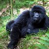 Gorilla at Bwindi Imprenetrable Forest