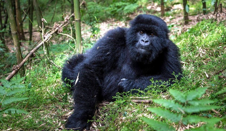 Gorilla at Bwindi Imprenetrable Forest