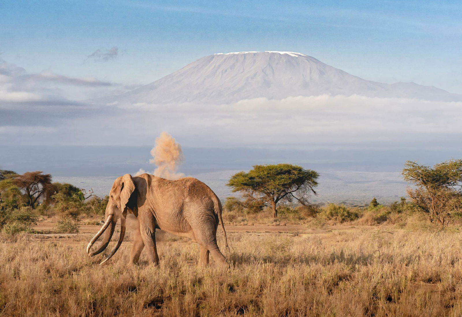 El viaje de los cinco grandes y los elefantes bajo el fondo del monte Kilimanjaro en Amboseli. Unirse a un pequeño grupo de viajeros en Kenia
