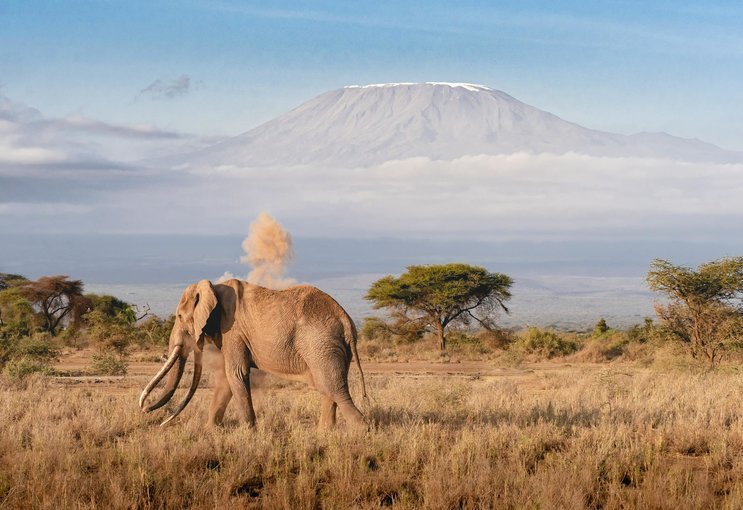 El viaje de los cinco grandes y los elefantes bajo el fondo del monte Kilimanjaro en Amboseli. Unirse a un pequeño grupo de viajeros en Kenia