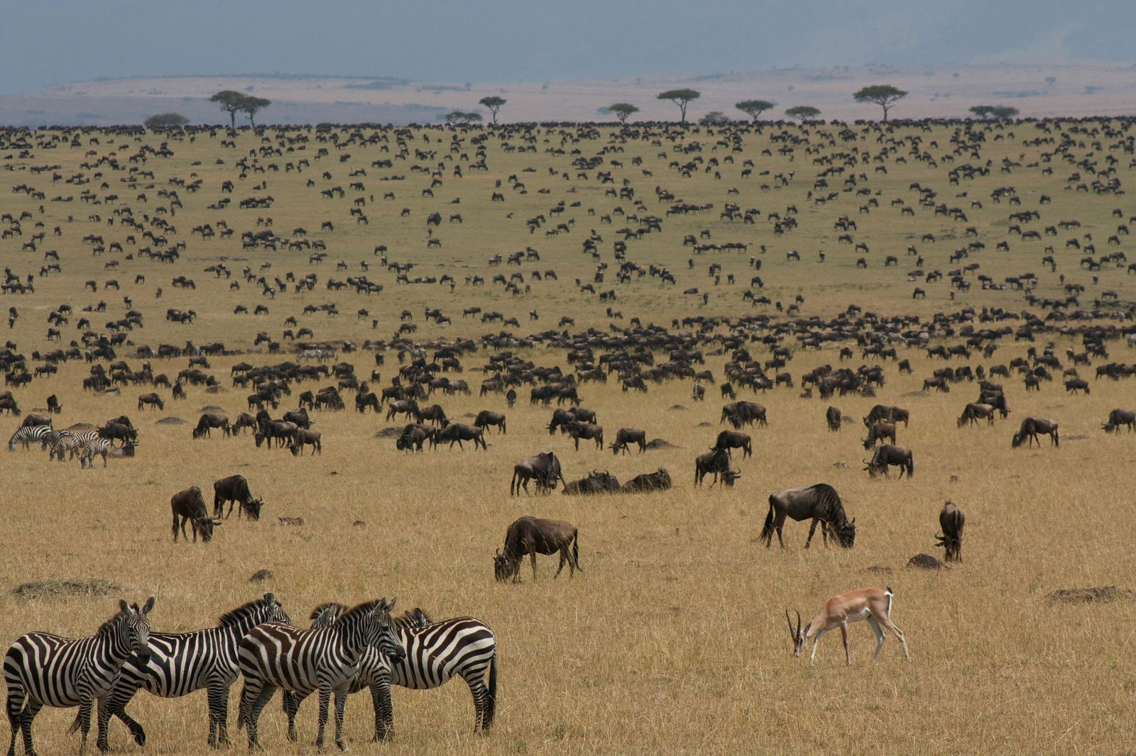 Las grandes manadas de ñus migran en Maasai mara y el ecosistema del Serengeti, los cinco grandes y los lagos con flamencos son los favoritos