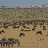 Las grandes manadas de ñus migran en Maasai mara y el ecosistema del Serengeti, los cinco grandes y los lagos con flamencos son los favoritos