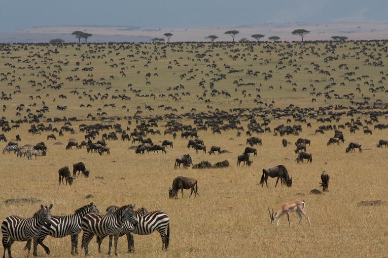 Las grandes manadas de ñus migran en Maasai mara y el ecosistema del Serengeti, los cinco grandes y los lagos con flamencos son los favoritos