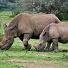 El Parque Nacional de Meru alberga rinocerontes blancos y negros. El viaje ofrecerá la oportunidad de ver los cinco grandes y los cinco especiales en Samburu y Meru