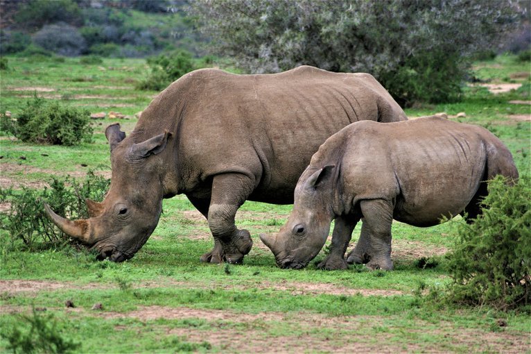 El Parque Nacional de Meru alberga rinocerontes blancos y negros. El viaje ofrecerá la oportunidad de ver los cinco grandes y los cinco especiales en Samburu y Meru
