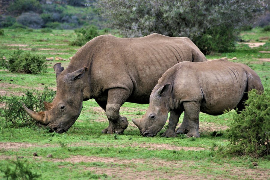 El Parque Nacional de Meru alberga rinocerontes blancos y negros. El viaje ofrecerá la oportunidad de ver los cinco grandes y los cinco especiales en Samburu y Meru