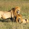 Dos leones en el Serengeti observan desde lejos manadas de búfalos pastando mientras se preparan para cazar. Unirse a un pequeño grupo de viajeros en Tanzania
