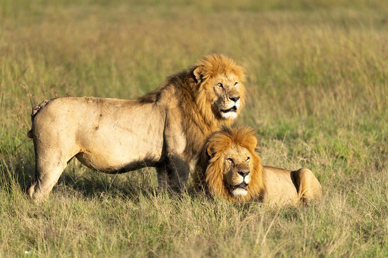 Dos leones en el Serengeti observan desde lejos manadas de búfalos pastando mientras se preparan para cazar. Unirse a un pequeño grupo de viajeros en Tanzania