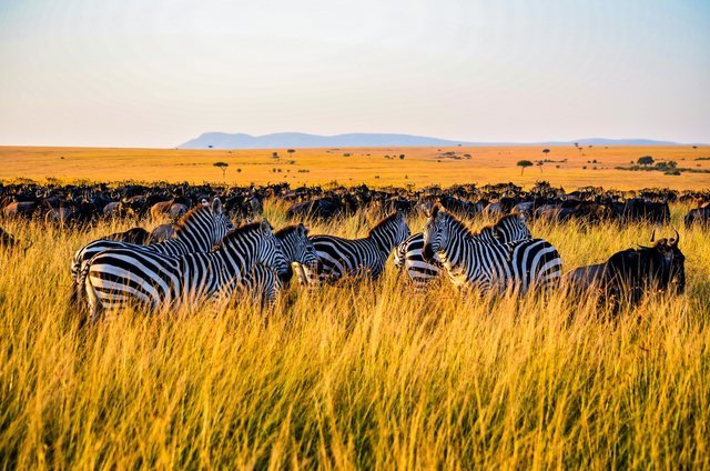 La gran migración en los ecosistemas de Maasai mara y Serengeti consiste en grandes manadas de ñus y cebras que navegan por las llanuras de la sabana y cruzan los ríos en busca de pastos.