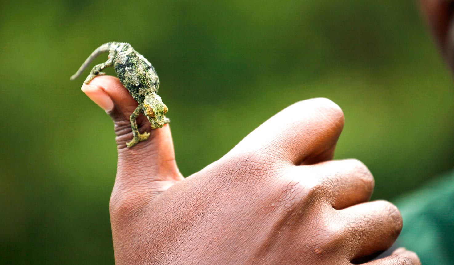 How to Protect the Environment: Sustainable Solutions