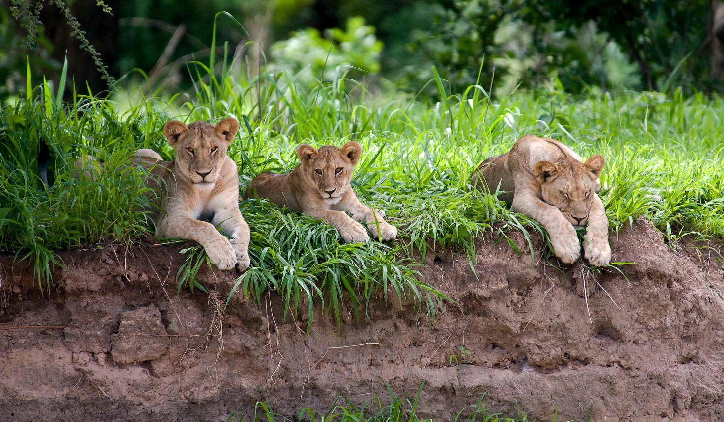 cubs resting at Ruaha National Park, highlight of Kenya and Tanzania safari
