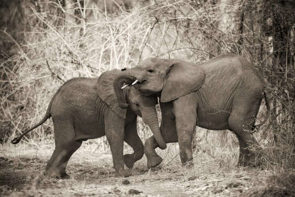 Little elephants playing