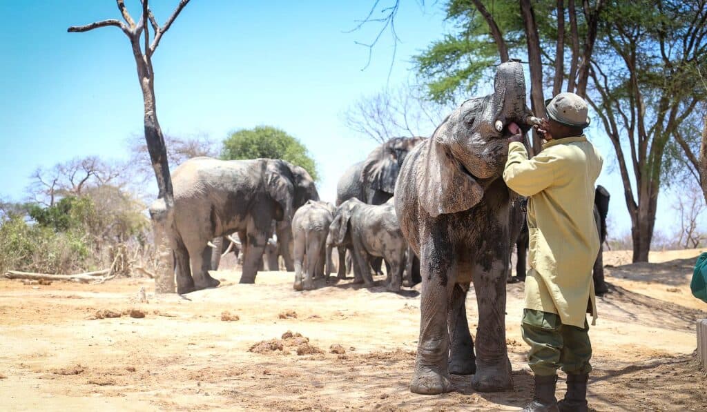 Encounter the elephant feeding and get a chance to feed them.