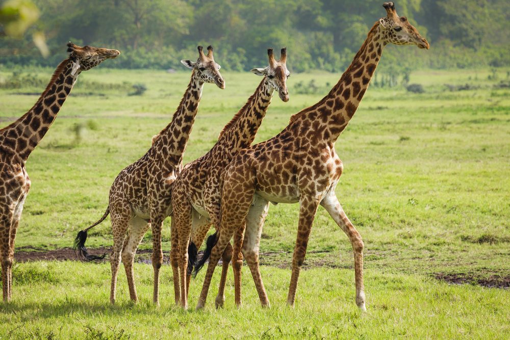 A tower of giraffes at Arusha National Park in Arusha