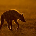 The Best Time to Visit Tanzania