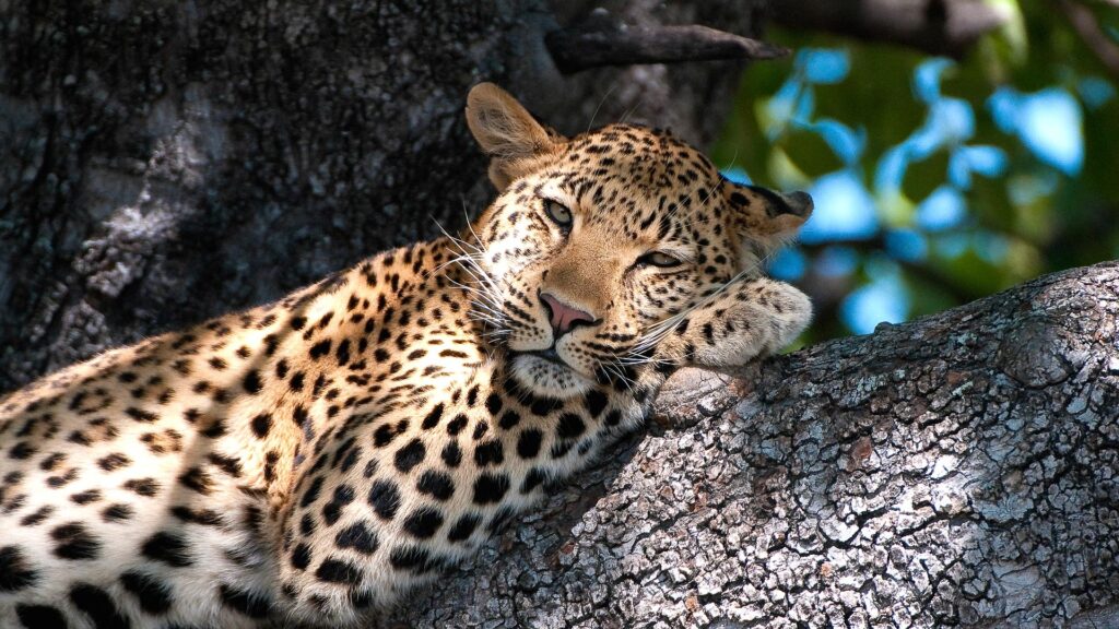 A leopard resting on a tree