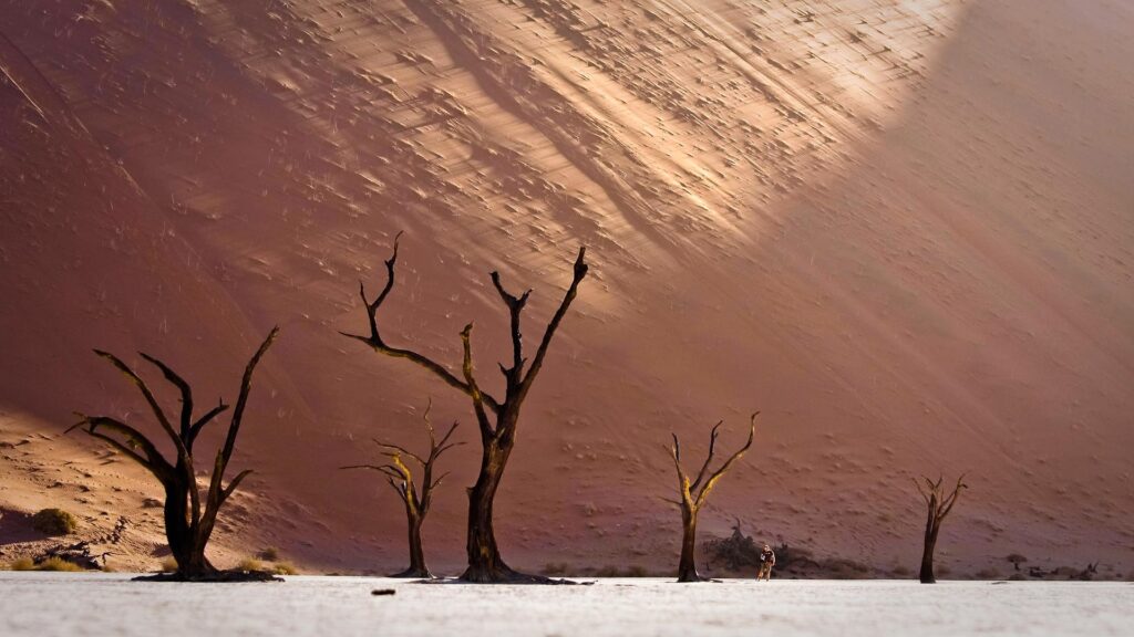 The famous desert landscape in Namibia