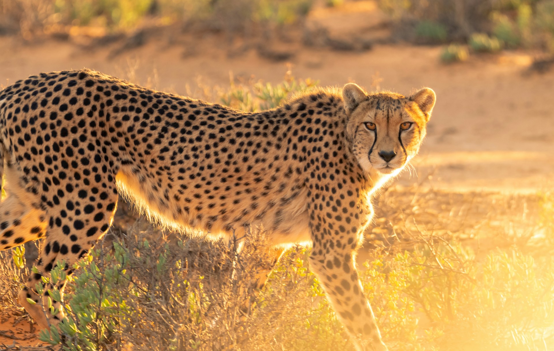 Thrilling wildlife experiences on African Wildlife safari