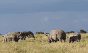 Wildlife Adventure Of Central Kenya