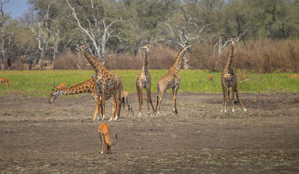Kidepo Valley National Park