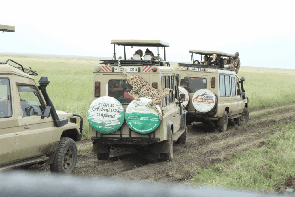 A Wildlife Safari in Tanzania