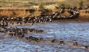 Wildebeest Migration Safari