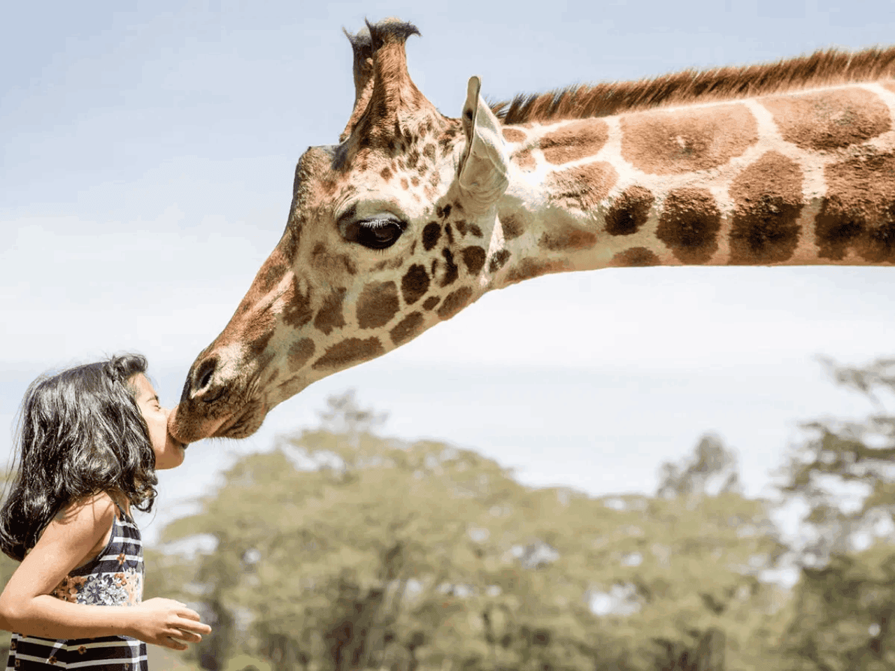 Adorable moment of a girl kissing a giraffe in Giraffe Center while on a tour of Nairobi