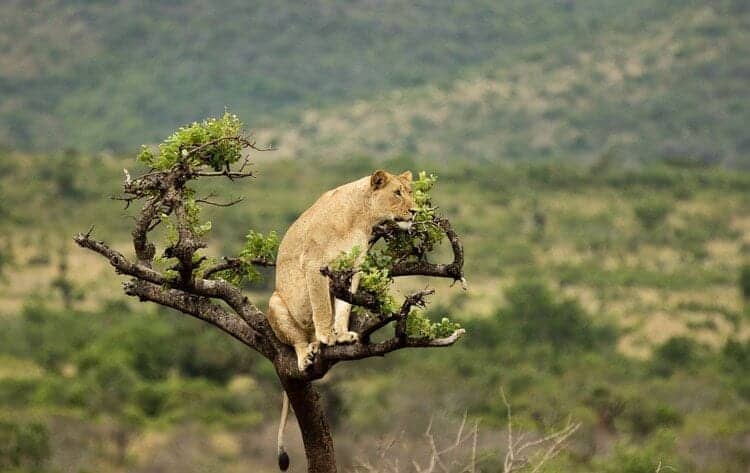 A lion taking a view of her prey on top of a tree.