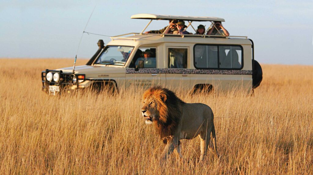 Enjoy panoramic views of the wild on our safari vehicles
