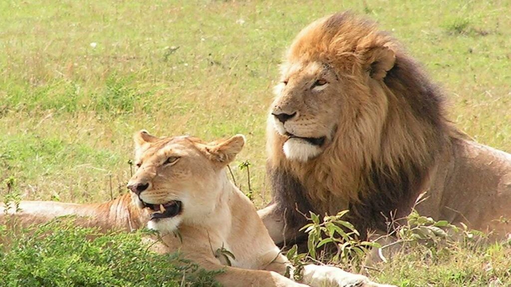 Ruaha National Park