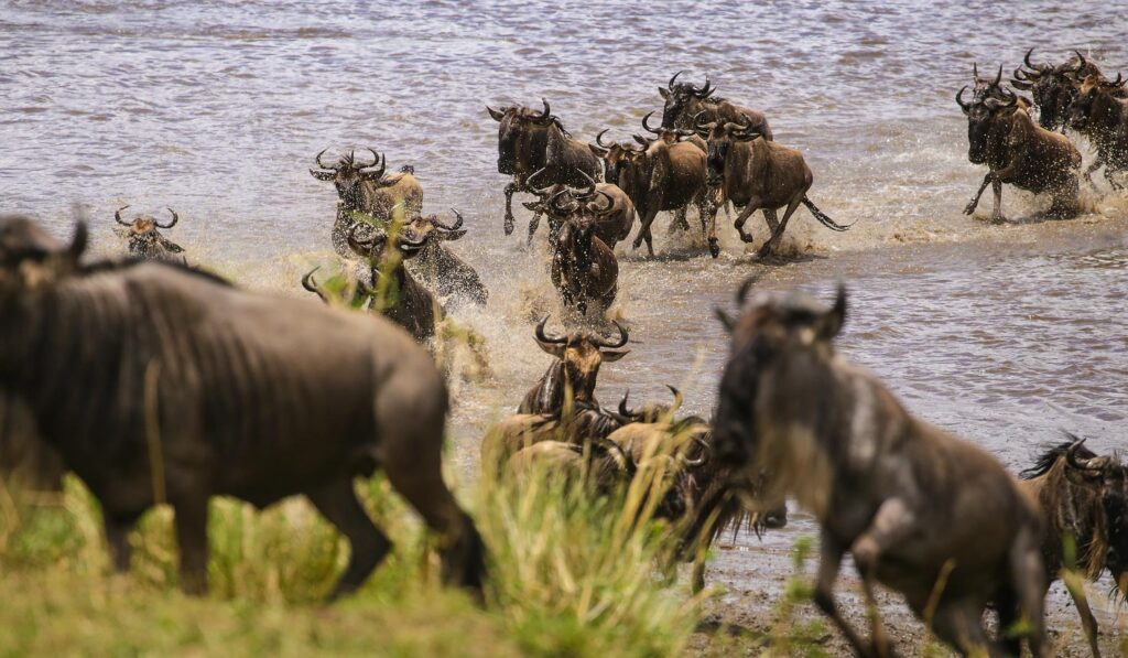 Wildebeest crossing a river during their annual great migration