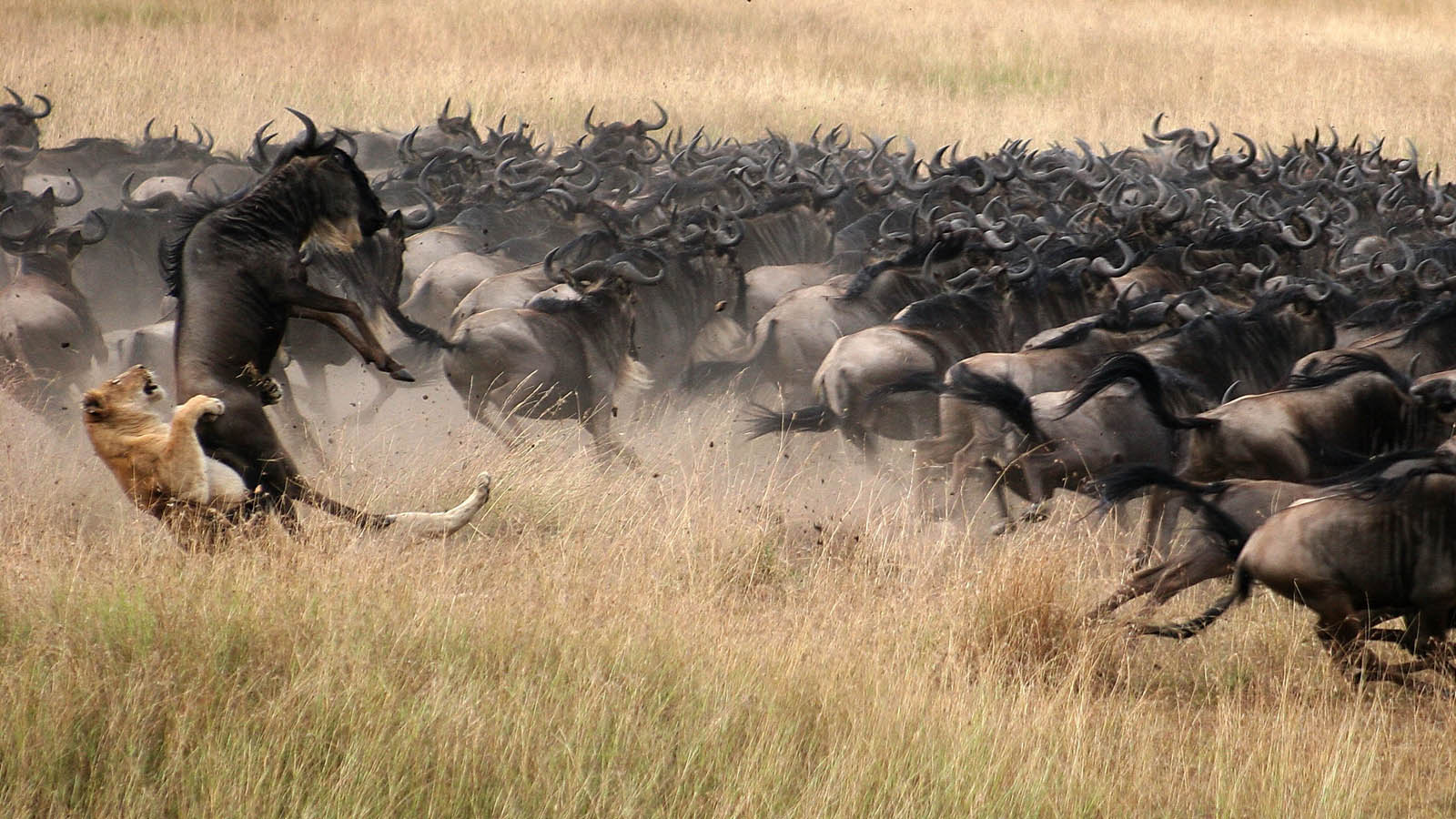 A lion attacks one of the wildebeest from a herd of migrating wildebeest